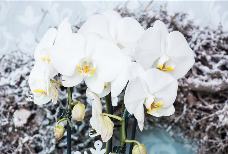 Phalaenopsis, weiß