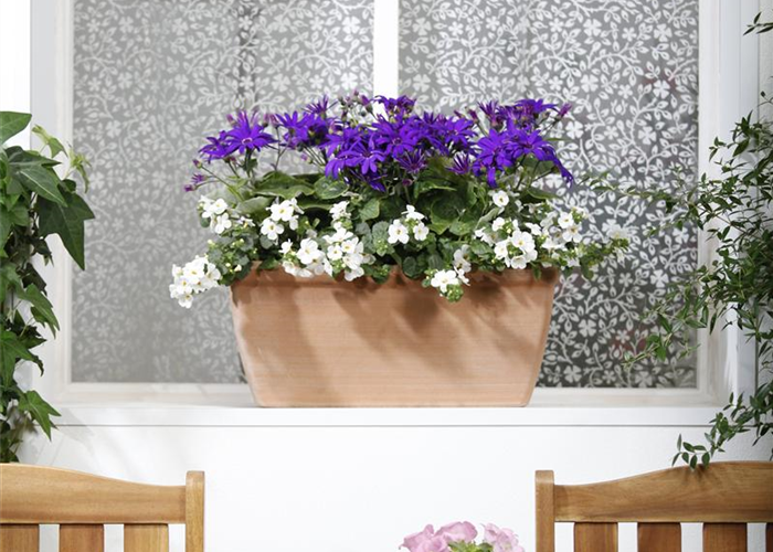 Der Winter wird grün: Winterharte Pflanzen für den Balkon