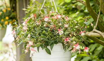 Fuchsia Hybride, hängend