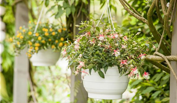 Fuchsia Hybride, hängend