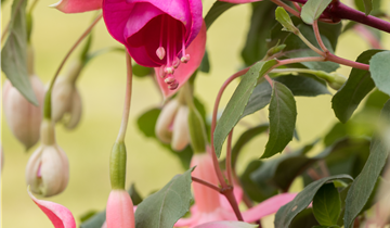 Fuchsia Hybride, hängend