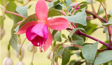 Fuchsia Hybride, hängend
