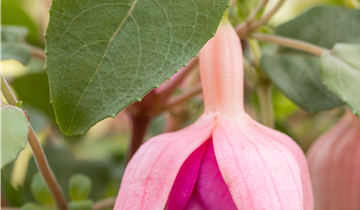 Fuchsia Hybride, hängend