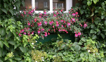 Fuchsia Hybride, hängend