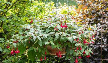 Fuchsia Hybride, hängend