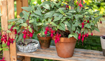 Fuchsia Hybride, hängend