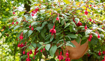 Fuchsia Hybride, hängend