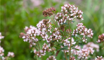 Origanum majorana 'Venezia'