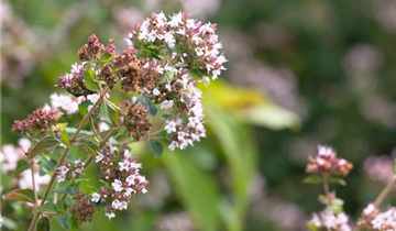 Origanum majorana