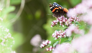 Origanum majorana