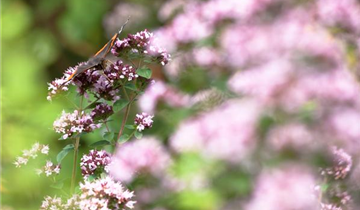 Origanum majorana
