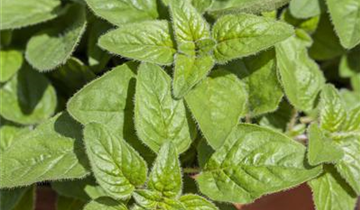 Origanum majorana