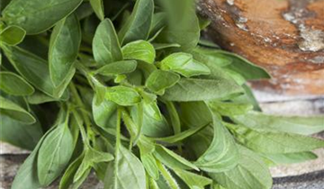Origanum majorana