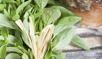Origanum majorana