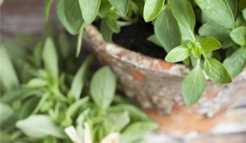 Origanum majorana
