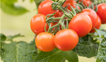 Solanum lycopersicum var. cerasiforme 'Summerpearls'