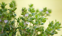 Thymus vulgaris 'Fredo'