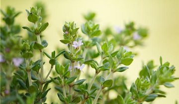 Thymus vulgaris 'Fredo'