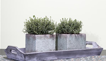 Thymus vulgaris 'Fredo'