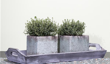 Thymus vulgaris 'Fredo'