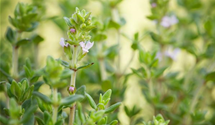 Thymus vulgaris 'Fredo'