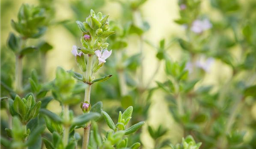 Thymus vulgaris 'Fredo'
