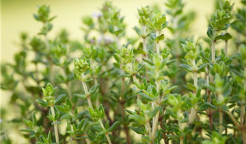 Thymus vulgaris 'Fredo'