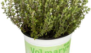 Thymus vulgaris 'Fredo'