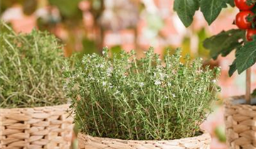 Thymus vulgaris 'Fredo'