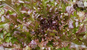 Lactuca sativa var. acephala 'Cocarde'