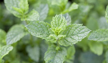Mentha spicata 'Maroccan'