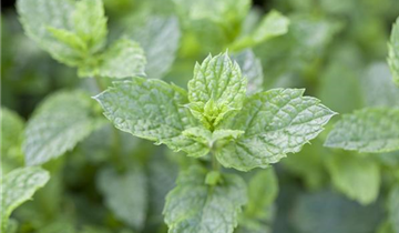 Mentha spicata 'Maroccan'