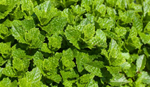 Mentha spicata 'Maroccan'