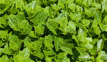 Mentha spicata 'Maroccan'