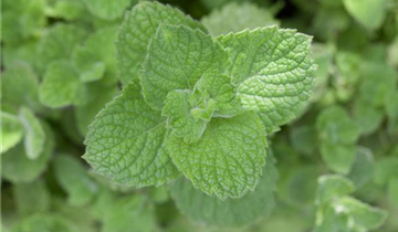 Mentha spicata 'Maroccan'