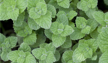 Mentha spicata 'Maroccan'