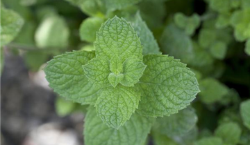 Mentha spicata 'Maroccan'