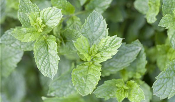 Mentha spicata 'Maroccan'