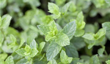 Mentha spicata 'Maroccan'