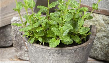 Mentha spicata 'Maroccan'