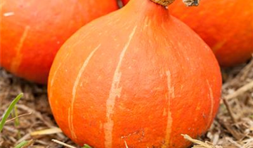 Cucurbita maxima 'Fictor'