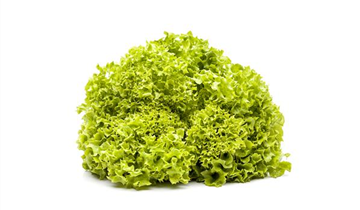 Lactuca sativa var. crispa 'Lollo bionda'