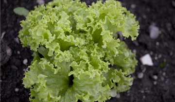 Lactuca sativa var. crispa 'Lollo bionda'