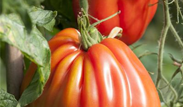 Solanum lycopersicum 'Corazon F1'