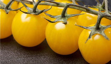 Solanum lycopersicum var. cerasiforme 'Yellow Clementine'