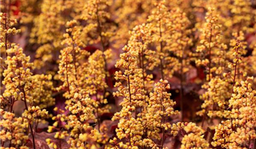 Heuchera Little Cuties 'Blondie'