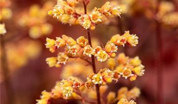 Heuchera Little Cuties 'Blondie'