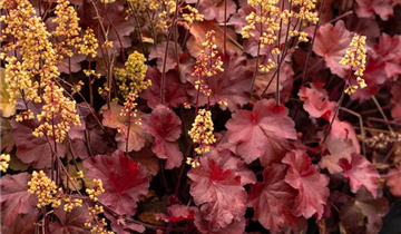 Heuchera Little Cuties 'Blondie'