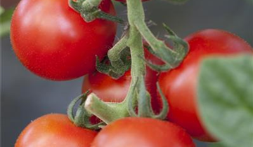 Solanum lycopersicum 'Bolstar Granda'