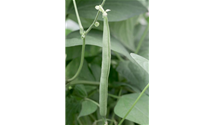 Phaseolus vulgaris var. vulgaris 'Markant'